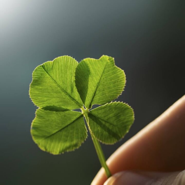 four leaf clover good luck